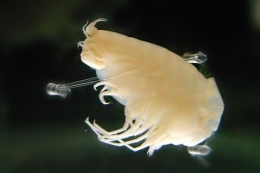 Polutan ditemukan di semua organisme penghuni laut dalam termasuk pada amiphoda. Photo: Daiju Azuma