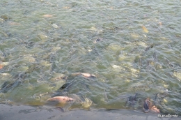 Kerumunan ikan di Embung Banjaroya (Dok.Pri)