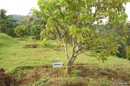 Pohon Srikaya (Dok.Pri)