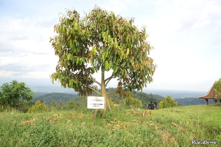 Pohon durian menoreh kuning (Dok.Pri)