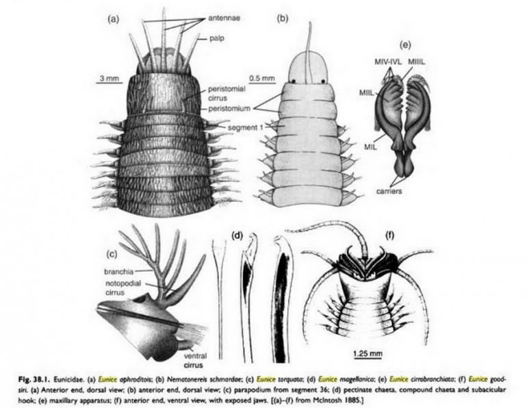 Anatomi cacing laut (Buku Polychaetes).