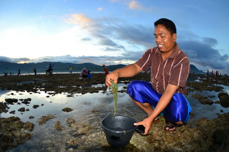 Menangkap Nyale (dok. Budi Karyadi/PT.AMNT)