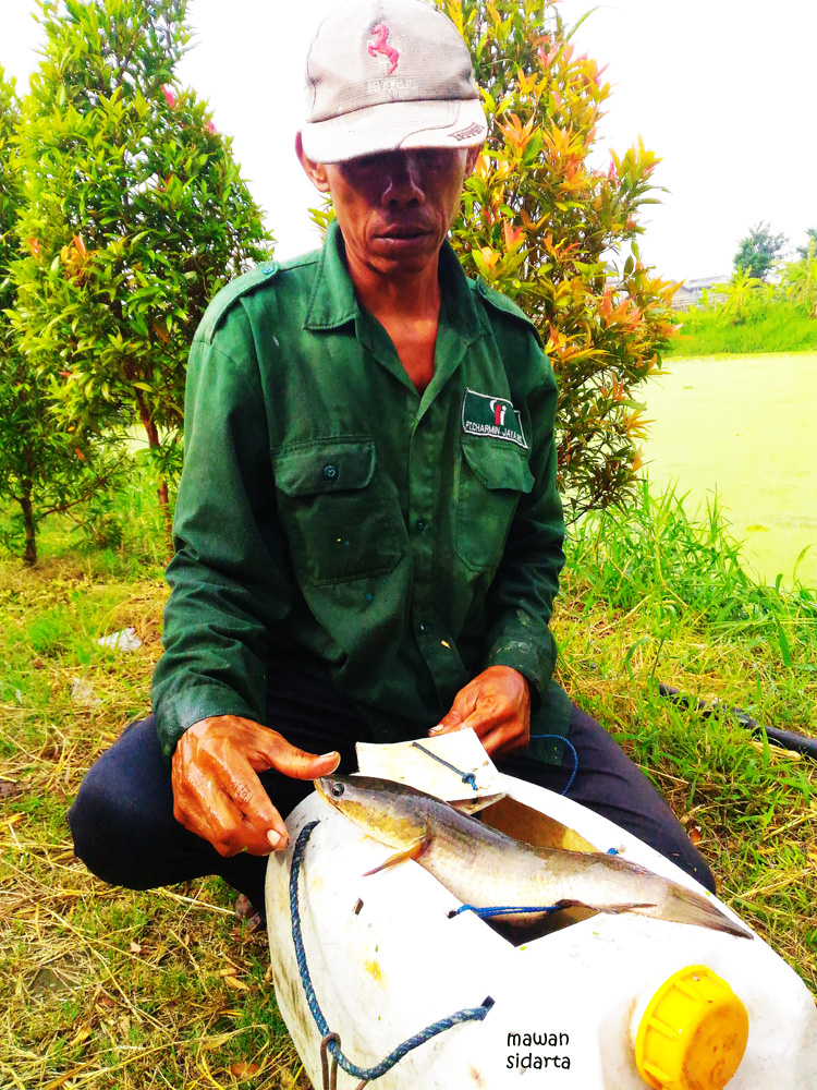 Edy dengan ikan gabus hasil menyetrum (dok.pri)