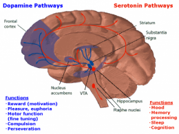 Jalur biru merupakan pengaruh dopamine termasuk di dalamnya sistem reward. Sumber: cdn.psychologytoday.com