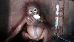 Kasus pemiliharan orangutan oleh masyarakat. Foto dok. Yayasan Palung