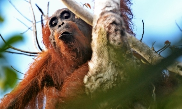 Orangutan yang hidup bebas di hutan. Foto dok. Rizal / Yayasan Palung