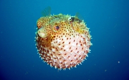 Ikan Fugu (Sumber: keywestaquarium.com)