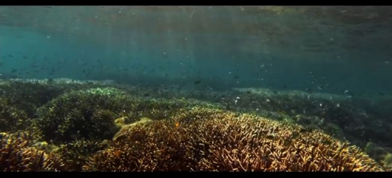 Keindahan biota laut yang terjaga. Ikan cantik warna warni (trailerfilmSalawaku)
