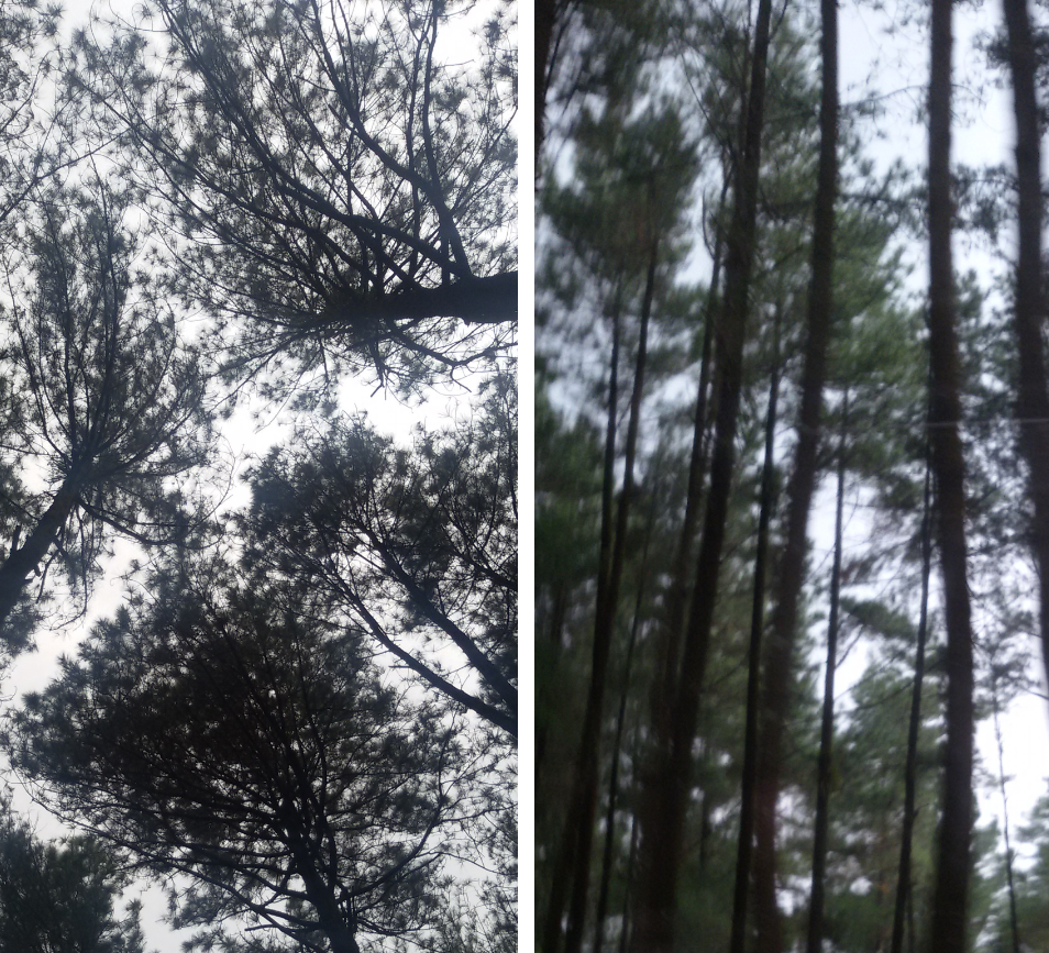 Pancaran Pinus di Gunung Pancar