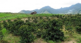 Hamparan Kebun Kopi di Habinsaran (Foto: Trubus-Online)