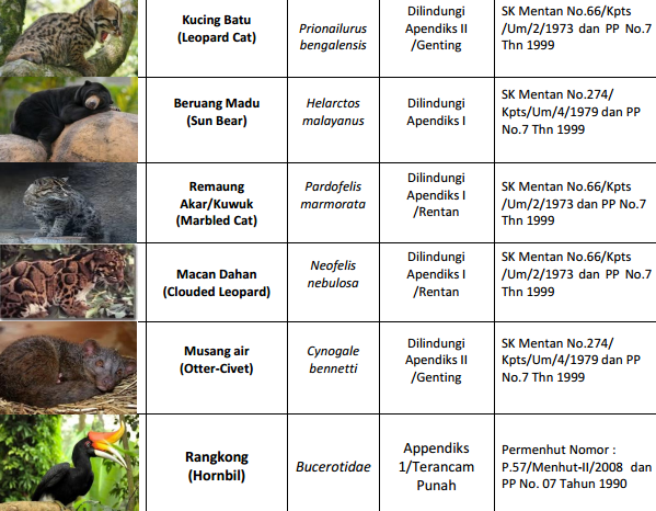 Jenis Satwa dilindungi di Tanah Kayong. Data diolah dari berbagai sumber. Foto dok. Yayasan Palung.