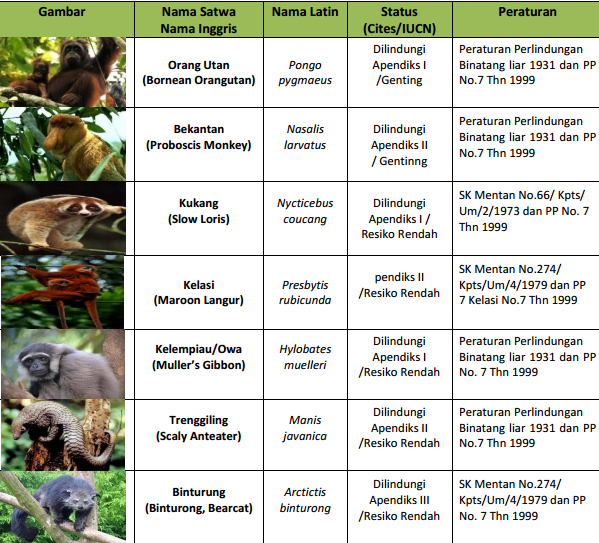 jenis-satwa-dilindungi-di-tanah-kayong-data-diolah-dari-berbagai-sumber-foto-dok-yayasan-palung-58b7c02f1697733107705fc6.png