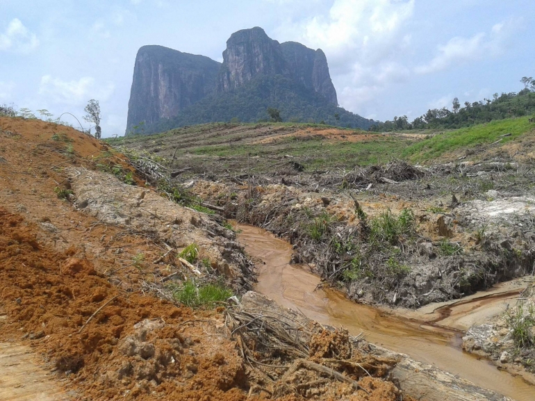 Luasan hutan dan satwa semakin menyempit akibat perluasan lahan. Foto dok. Lorensius, tahun 2014