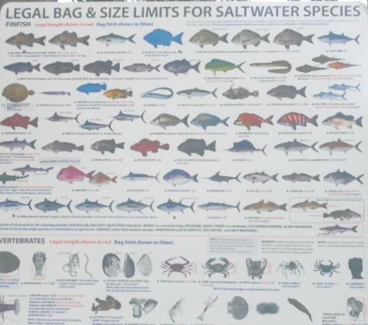 Daftar nama ikan dan jenisnya ,serta ukuran yang dibolehkan untuk dipancing/foto dokumentasi pribadi tjiptadinata effendi