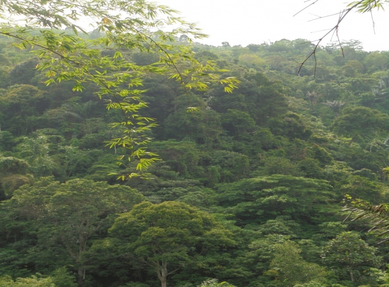 Imbo Lem/Hutan Larangan | Doc. Pribadi