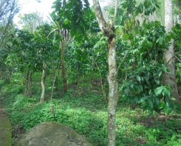 Kebun Kopi SukuRejang, Pola Agroforestri | Doc. Pribadi