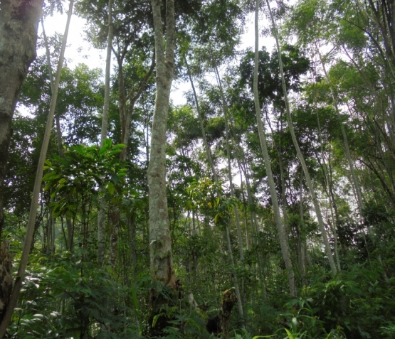 Hutan Rakyat Kayu Bawang | Doc. Pribadi