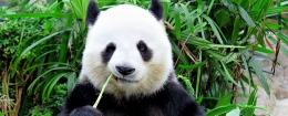 Pola warna panda yang unik berfungsi sebagai alat kamuflase dan komunikasi. Photo: leungchopan/Shutterstock 