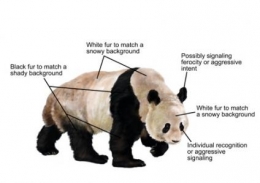 Berbagai fungsi pola warna panda yang khas. sumber: University of California Davis