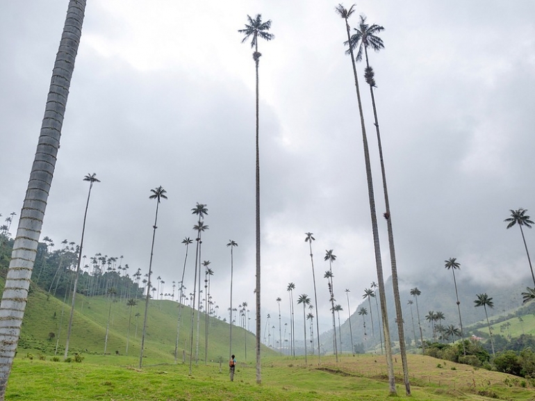 Quindino Wax Palm di Cocora Valley, Kolombia (photo credit: National Geographic)