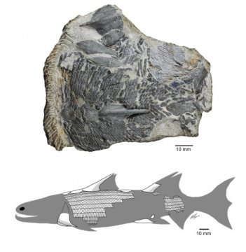 Fosil ikan purba yang hidup di era Silurian 423 juta tahun lalu. Sumber:Brian Choo: CCAL