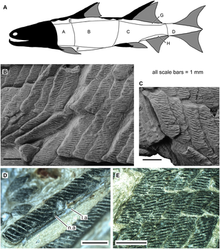 Formasi sisik ikan purba Sparalepis. Sumber: Brian Choo: CCAL