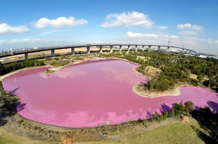 Danau berwarna Pink di Taman Westgate Victoria, Melbroune. Source: Allevents