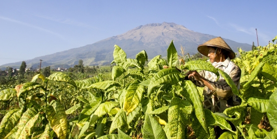 Petani tembakau (Sumber: kretek.co)