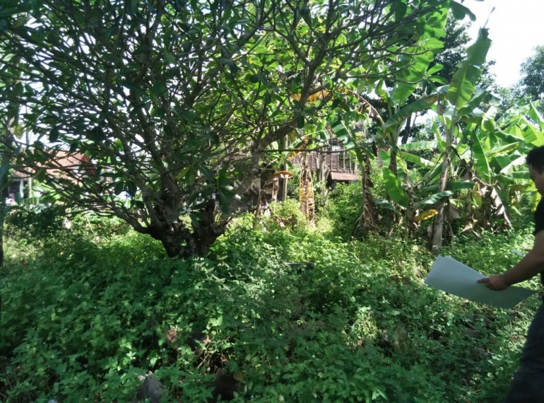 pohon kamboja yang merupakan makam korban sipil dari pihak Indonesia saat agresi militer Belanda II. sumber : dokumen pribadi