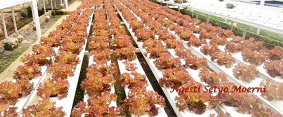 Gambar 6| Kebun sayur Hidroponik di Tangerang Selatan. Gambar. Dok Pri.