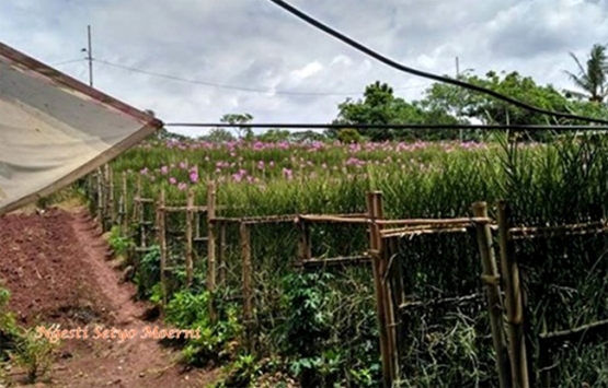 Gambar 7| Kebon anggrek. Gambar dok. Pri
