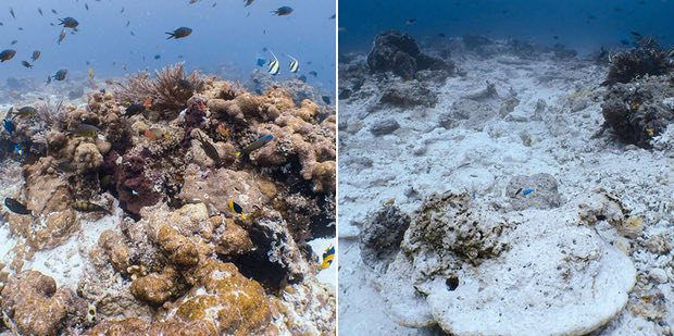 Kondisi terumbu karang raja ampat sebelum dan sesudah dirusak Kapal Pesiar Mewah Inggris. Source: Net.Z