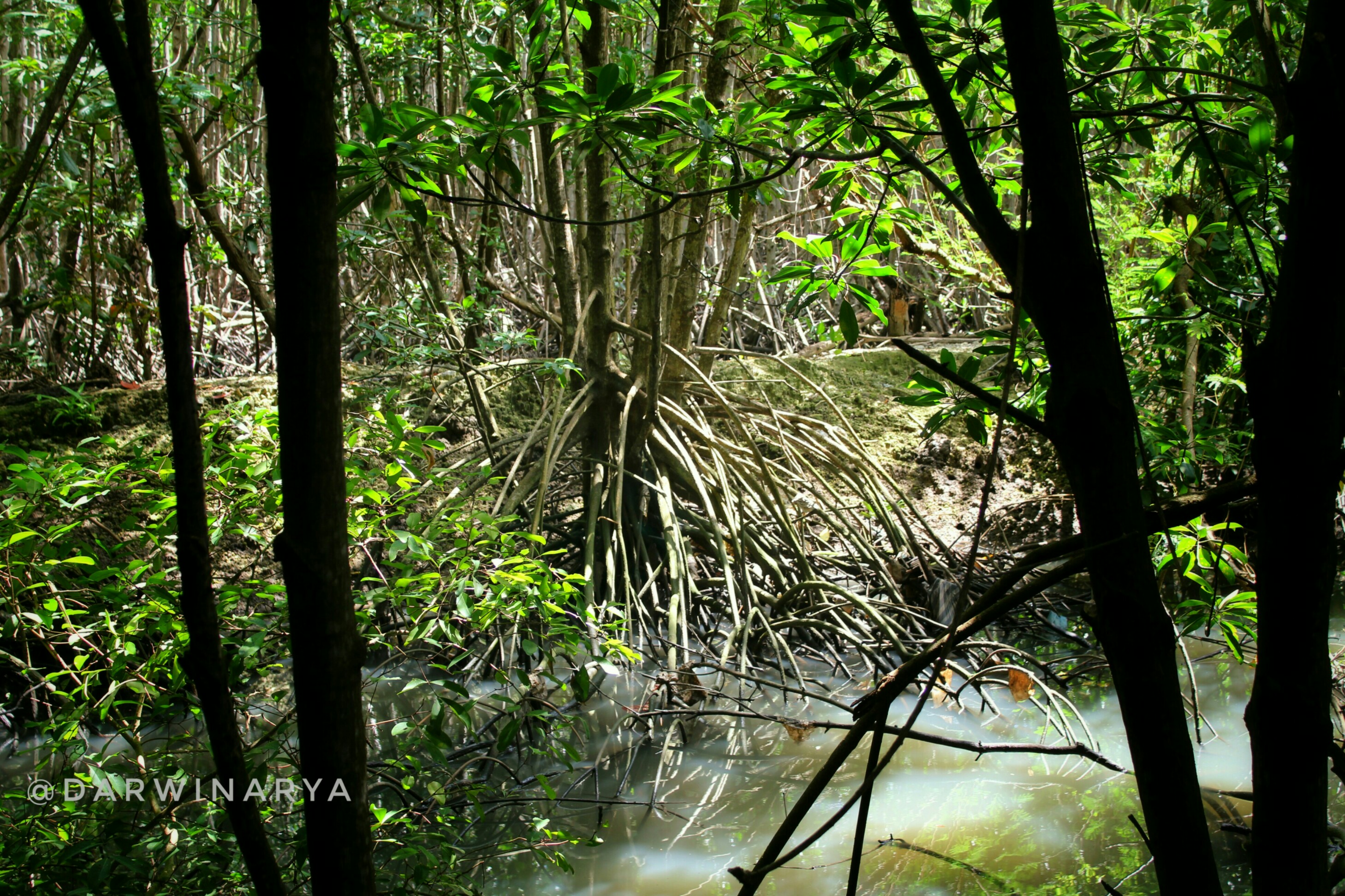 Salah Satu Pohon Mangrove. Akar-akarnya Mencengkram Bumi Kuat / dap