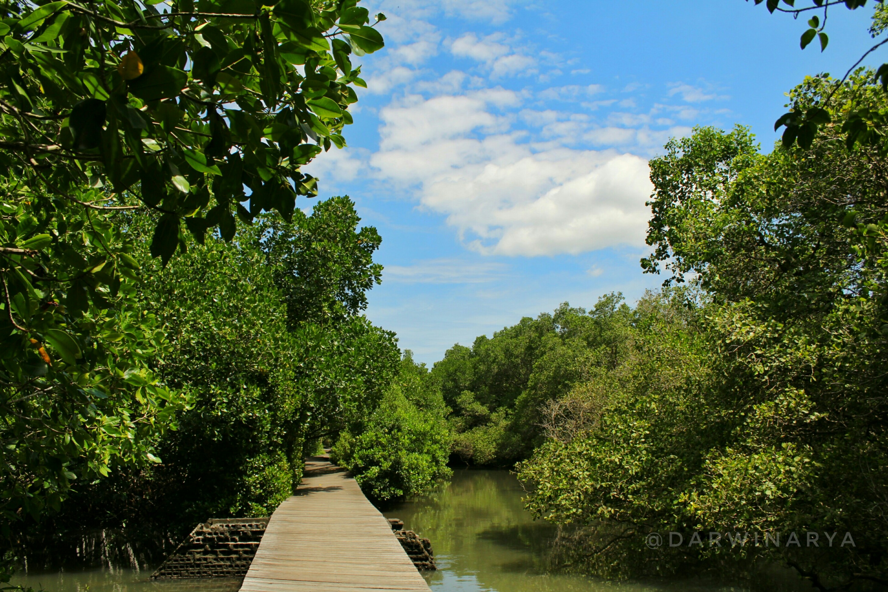 Jalan Setapak Hutan Mangrove Bali / dap