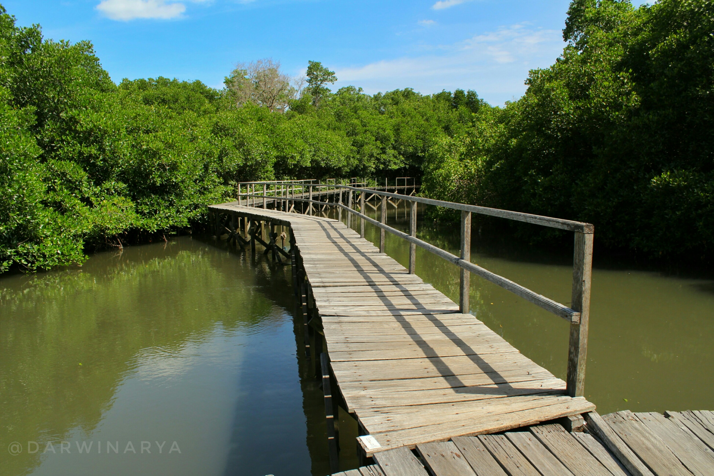 Jembatan Kayu Hutan Mangrove Bali / dap