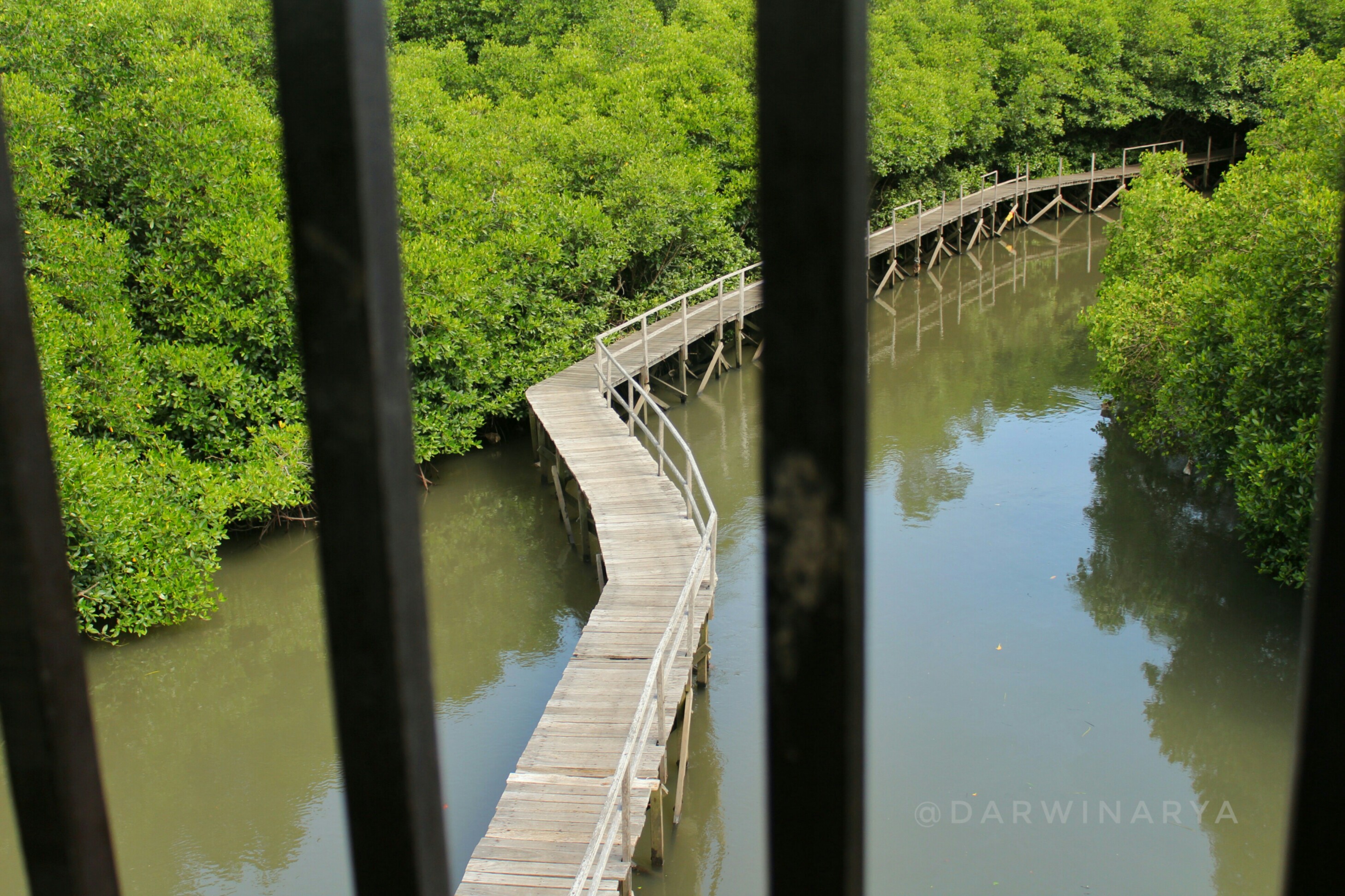 Jembatan Kayu Dilihat dari Tower. Tampak Mirip Sungai Amazon / dap