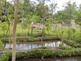 Sungai Boyong kini, ada sawah dan kolam ikan. Bangunan pengendali lahar dingin kelihatan samar-samar tertutup pohon. Paling kanan.(Dok pribadi)