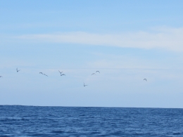 Burung ditengah laut menjadi tanda keberadaan ikan bagi nelayan ( foto Adi Prima )