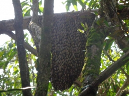 Lebah yang bersarang di tikung. Foto dok. Yayasan Palung