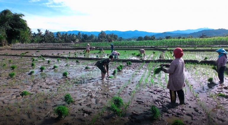 BABINSA mendampingi petani melakukan penananam padi di areal persawahan di Kabupaten Pesisir Selatan, Sumatera Barat. (DOK. PENREM 032/WBR)