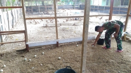 PRAJURIT Kodim 0311/Pessel Korem 032 Wirabraja, Kopda Firmansyah, memelihara 120 ekor bebek petelur yang menghasilkan telur sekitar 80-100 butir per hari. (DOK. PENREM 032/WBR)