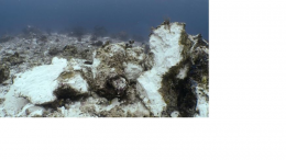 Kerusakan terumbu karang Raja Ampat (Foto: Marine Megafauna Foundation)