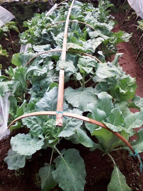 Budidaya Sayur Mayur di Puncak Musim Penghujan oleh 