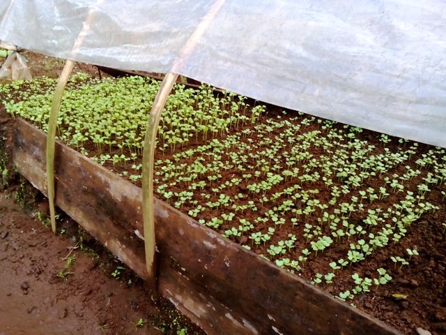 Budidaya Sayur Mayur di Puncak Musim Penghujan oleh Budidaya Sayur Mayur di Puncak Musim Penghujan oleh