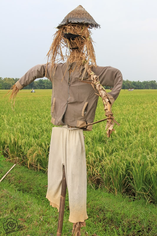 den-den sawah dari jerami dan pakain bekas berfungsi untuk menakut-nakuti hama