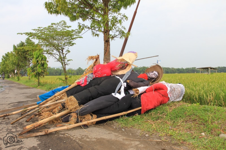 den-den sawah (orang-orangan sawah) yang sudah dicabuti dari sawah siap untuk ikut festival di lapangan desa Glinggang