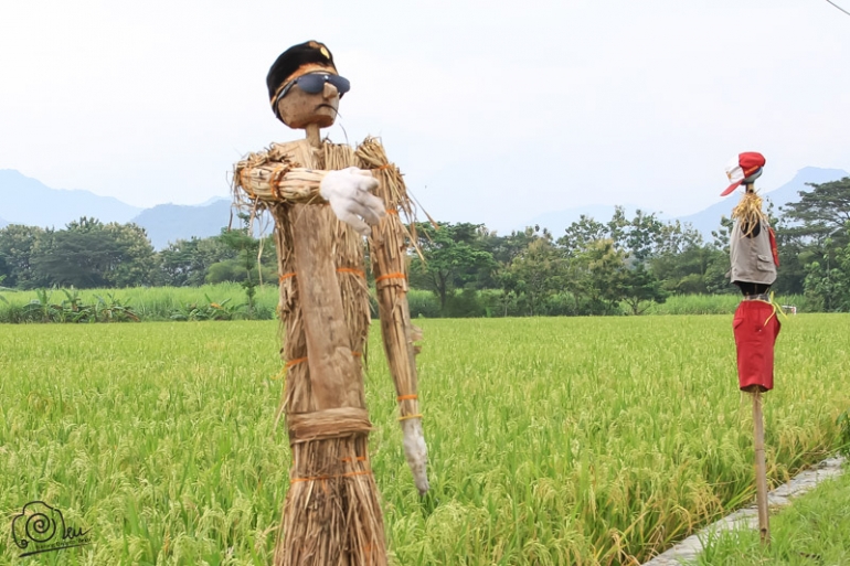 den-den sawah yang masih gampang ditemui di persawahan Glinggang Sampung, Ponorogo