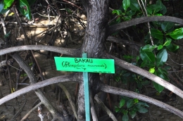 Pohon Bakau (Dok. Yani)