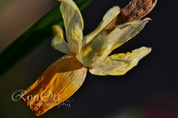 Dry Narcissus/foto DellaAnna
