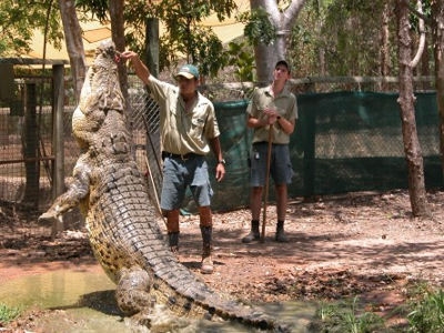 Saltwater crocodiles at the Billabong Sanctuary farm near Darwin.  Photo: www.australia-trips.info